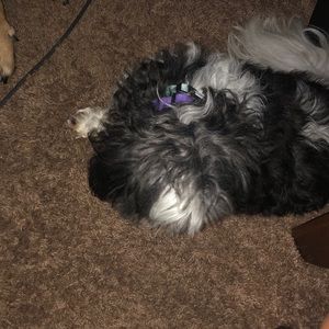 Meet your Posher, Tracy